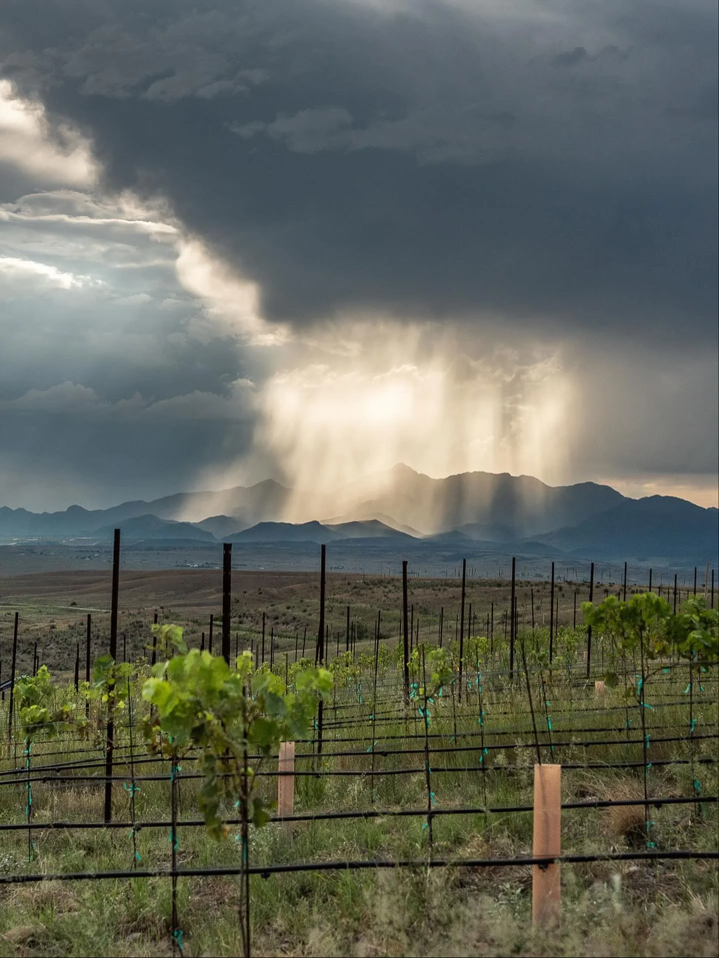 A vineyard with young grapevines supported by stakes and netting in the foreground, rolling hills in the middle ground, and mountains under dark, dramatic storm clouds with rays of sunlight breaking through.