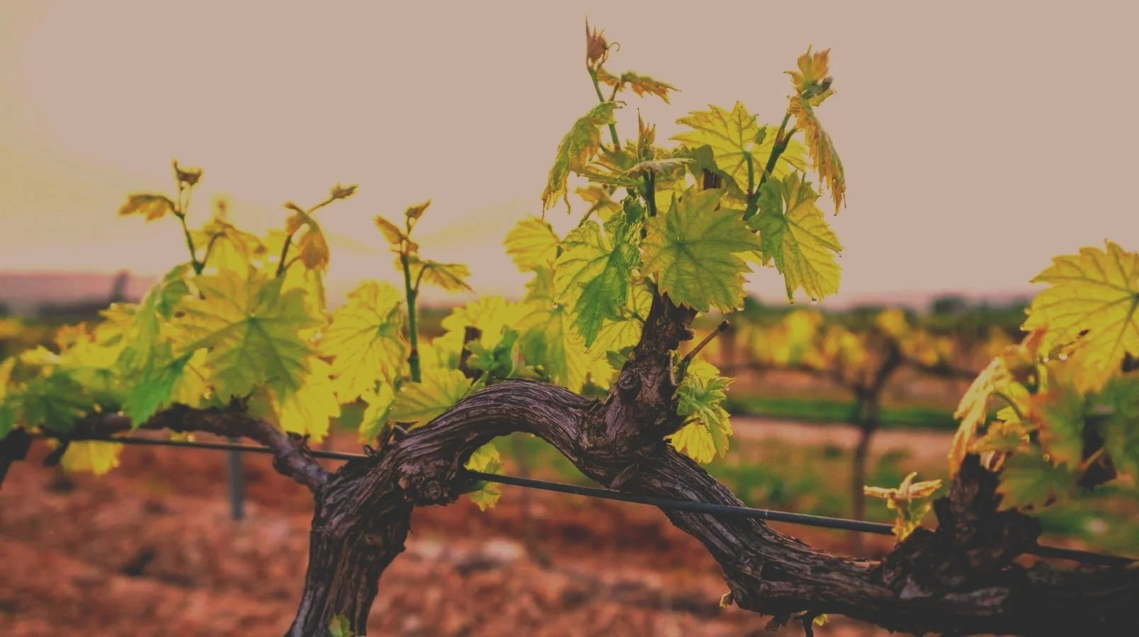A close-up of grapevine leaves and twisted vine grapevine in a vineyard at sunset.