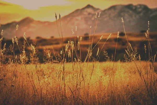 A field of tall, dry grass with a mountain range in the distance at sunset.