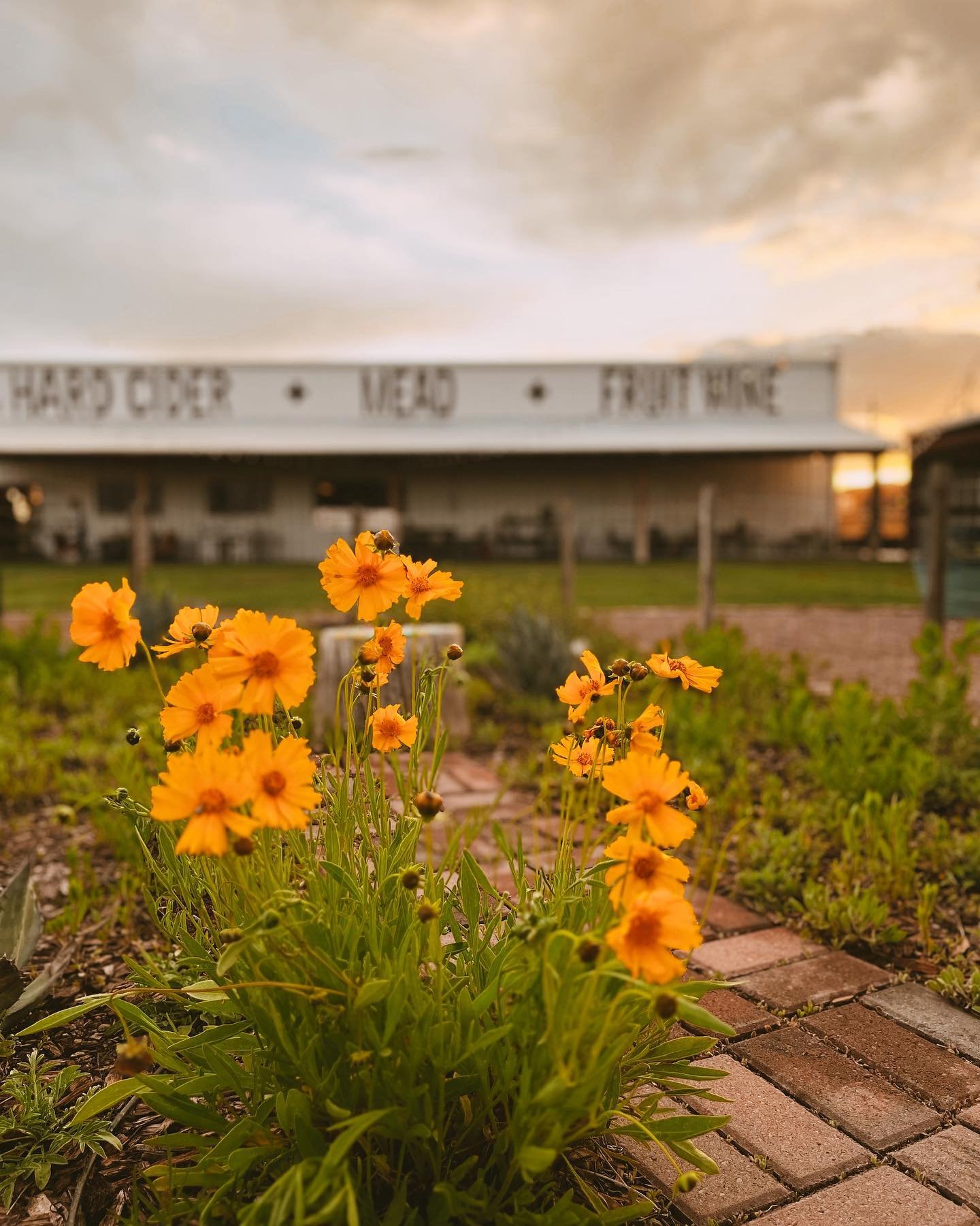 Close-up of orange flowers in a garden with a rustic building and cloudy sky in the background.