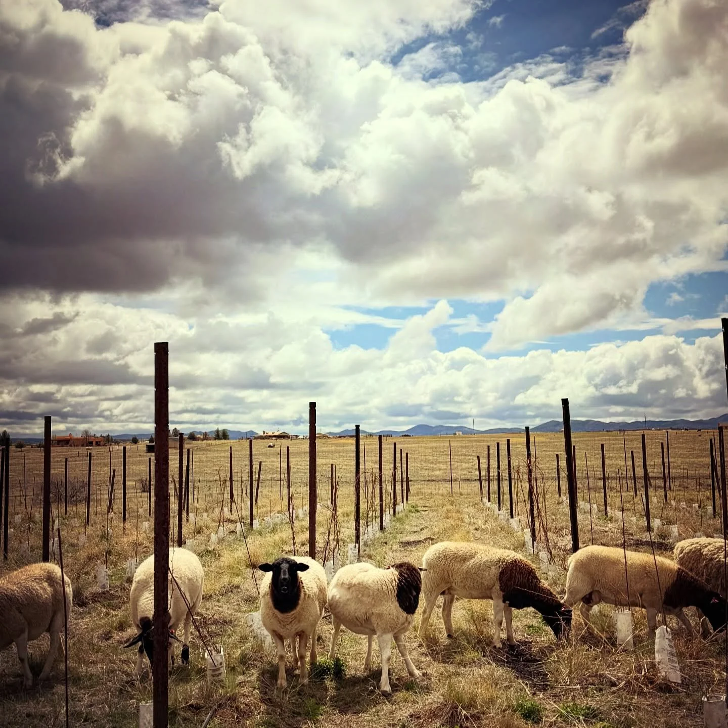 Sheep in a fenced field under a cloudy sky with mountains in the distance.