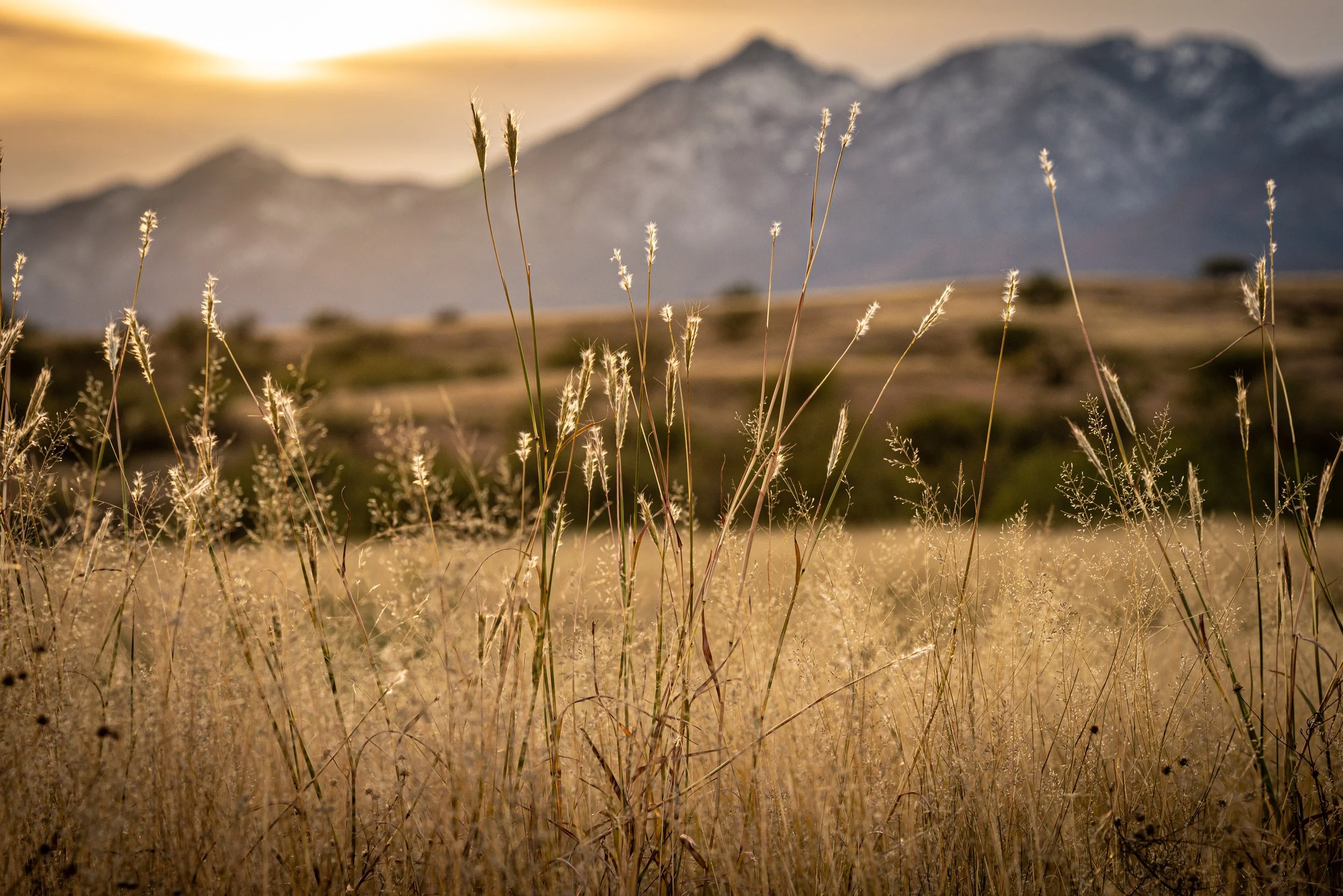 Wine Country in Sonoita/Elgin, Arizona