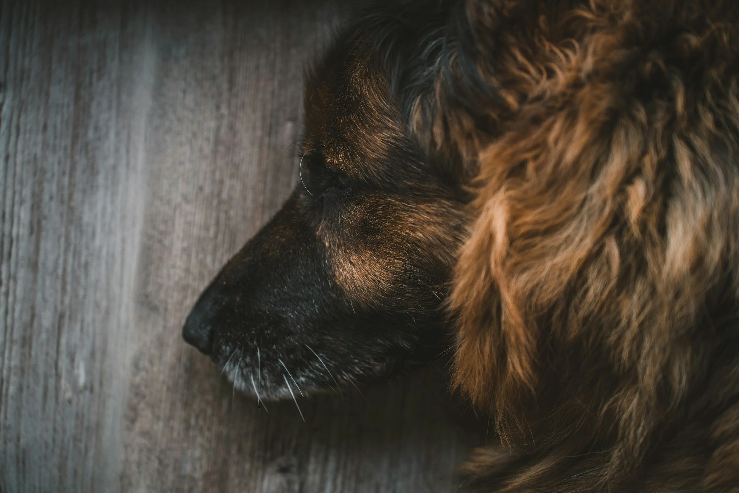 Why Older Dogs Struggle to Jump on the Sofa (And How to Help Them)