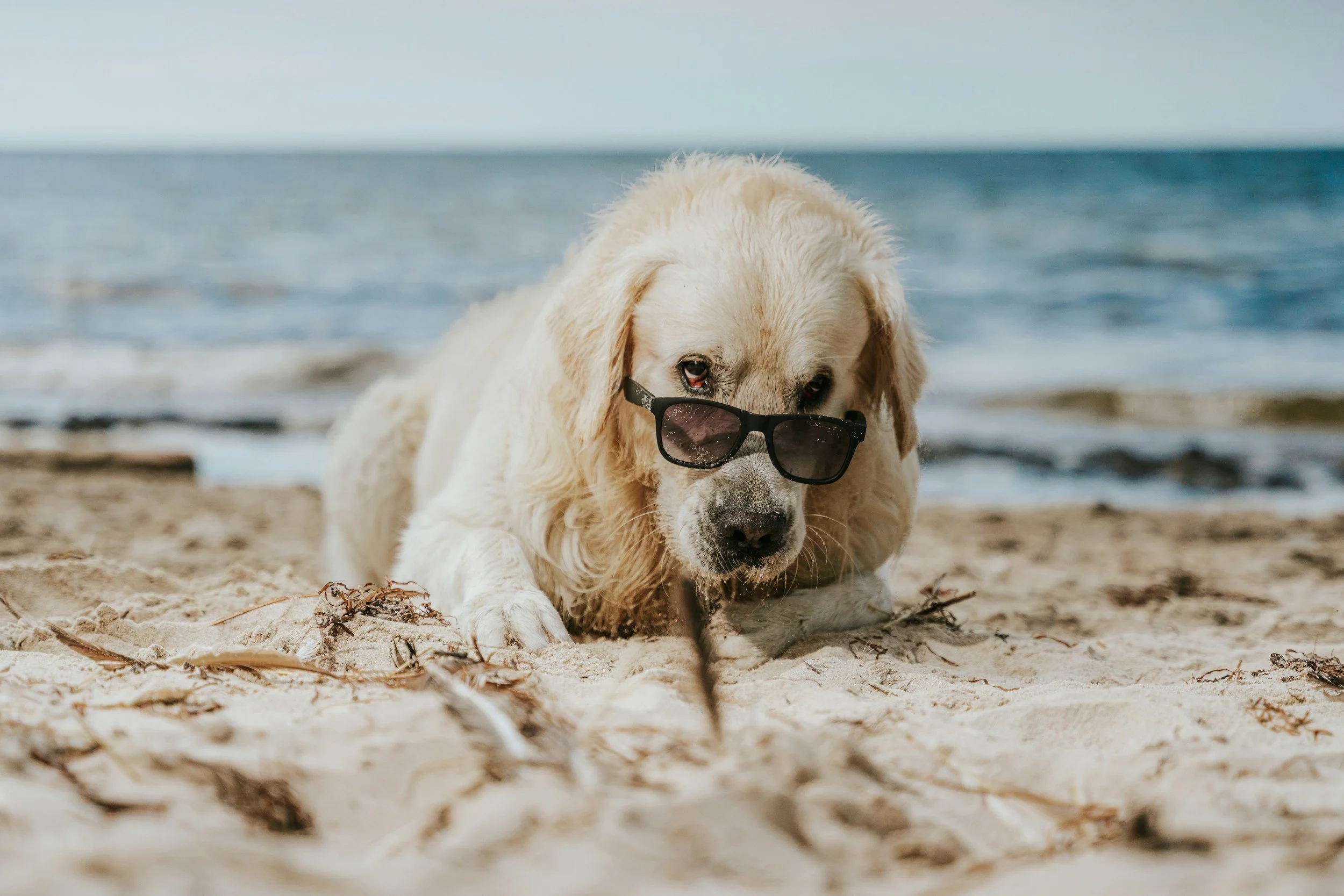 Signs Your Dog Is Aging:  The Complete Guide to Senior Dog Care