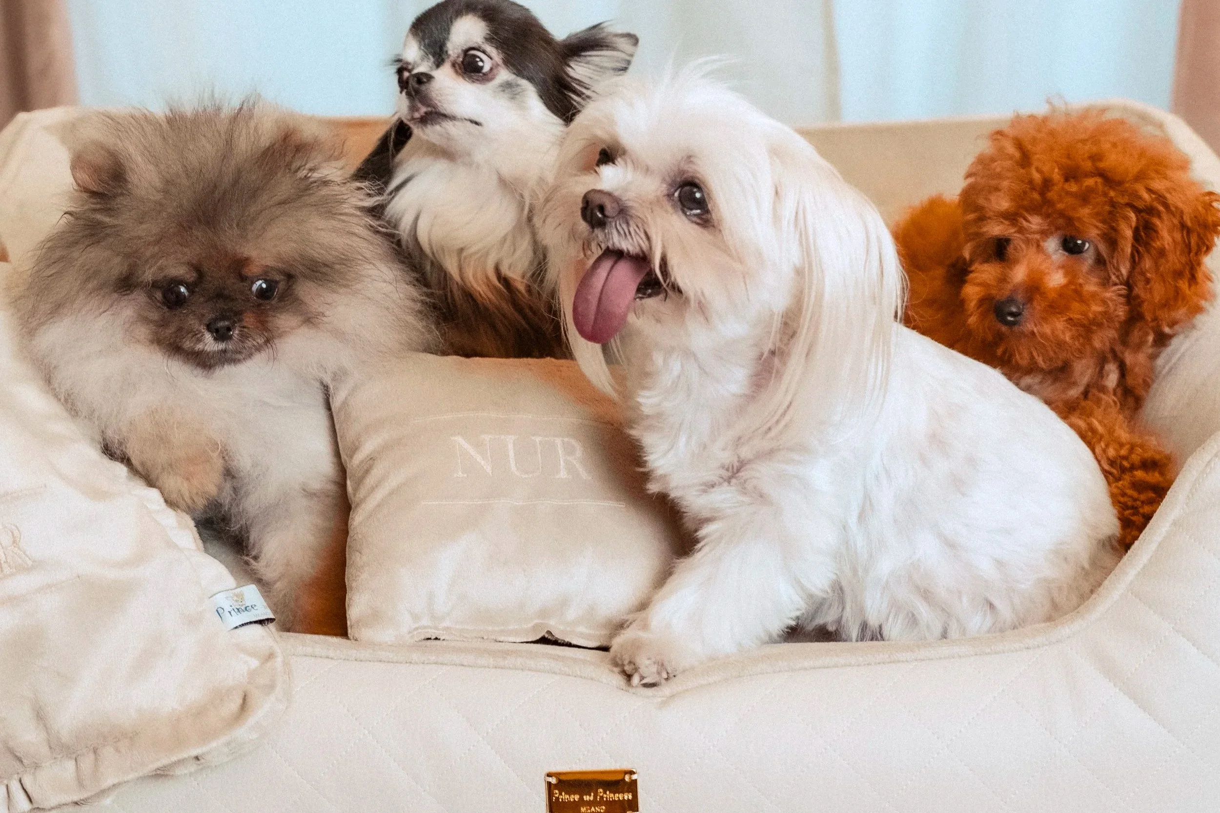 Quattro piccoli cani di razza diversa su una copertina beige con una targhetta intitulata "Prince and Princess".