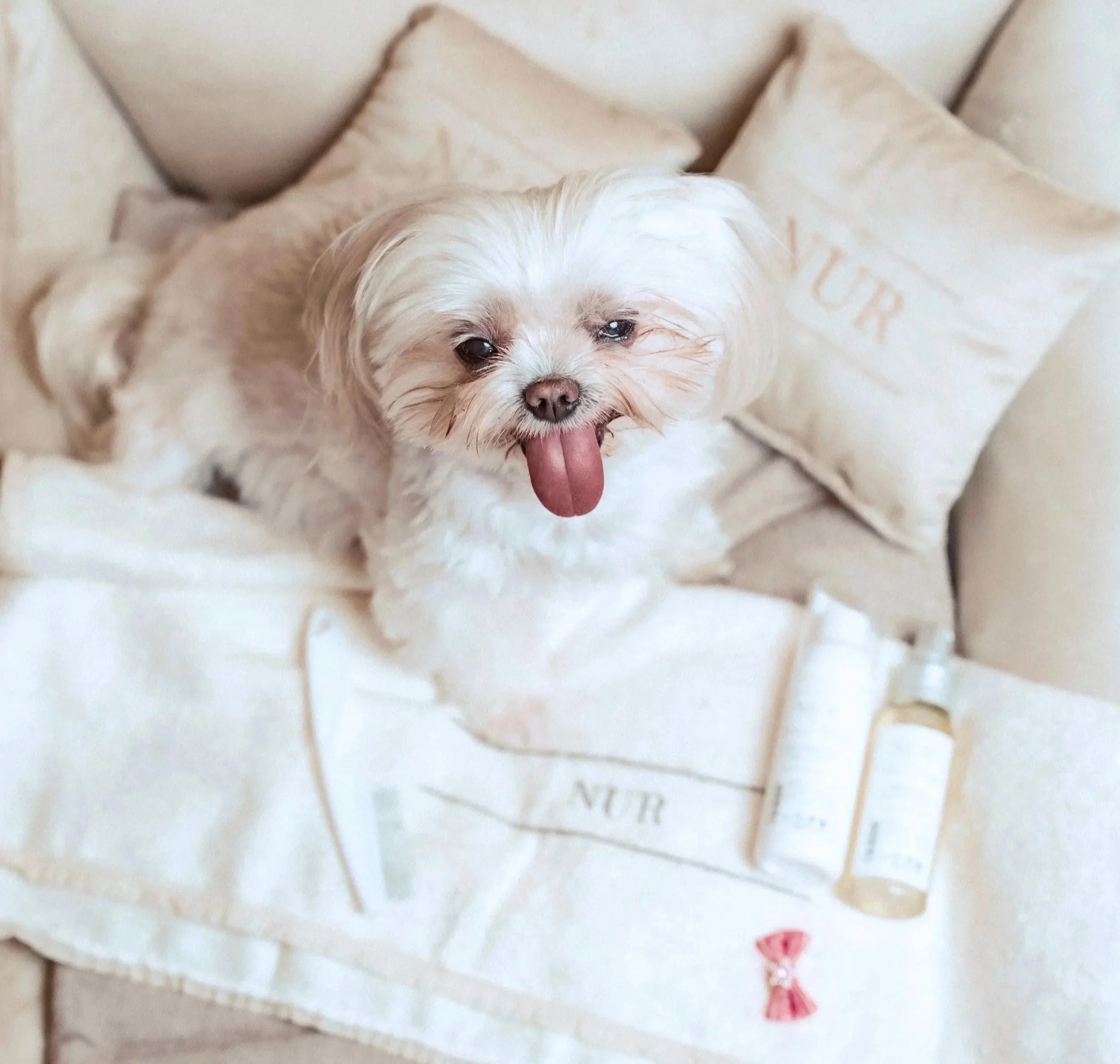 Cagnolino bianco con lingua fuori, su letto di tessuto chiaro, sfondo di cuscini beige.