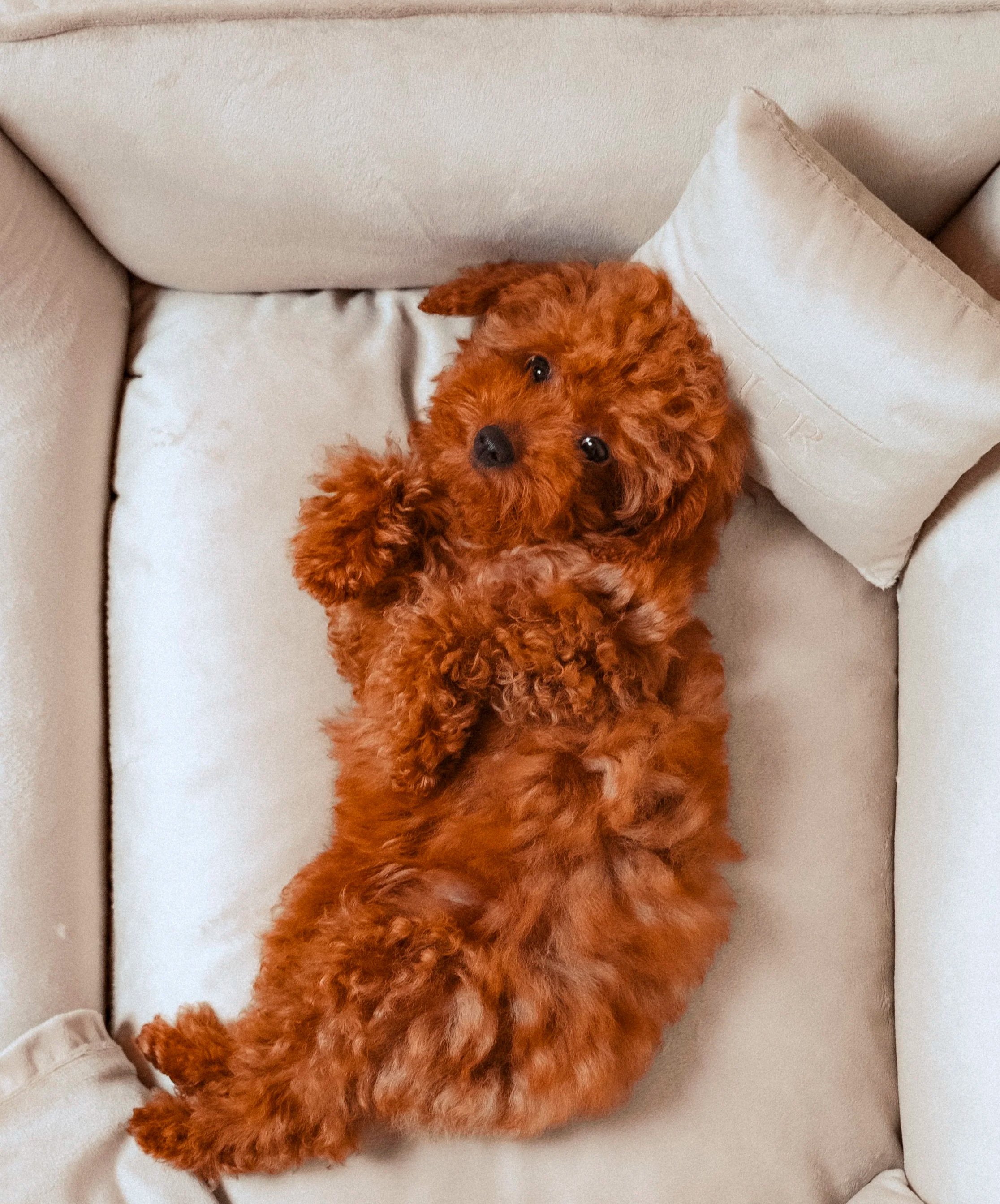 Un cucciolo di cane coloraciù morbidamente sdraiato su un divano beige con cuscini chiari.