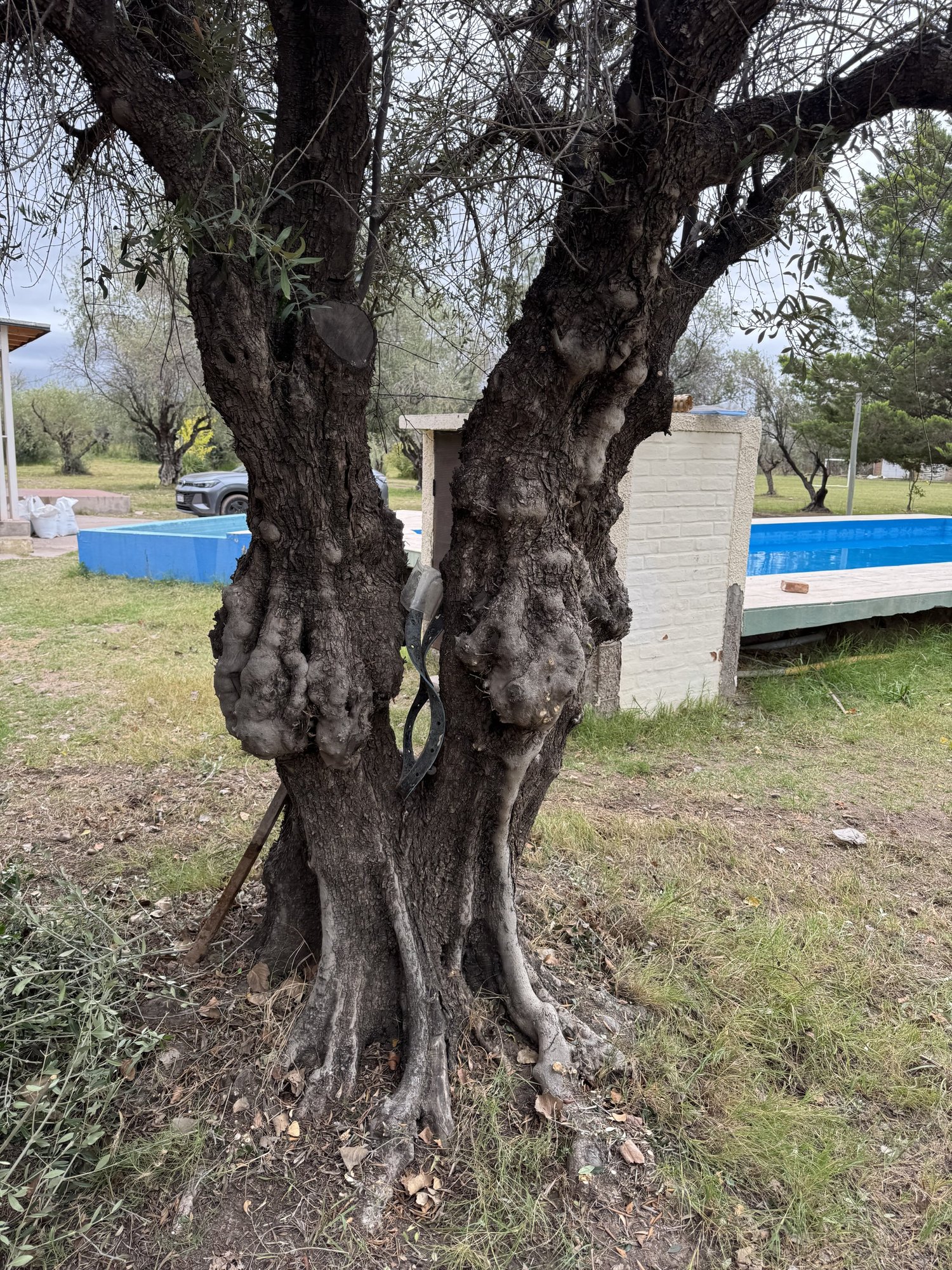 Outdoor fellowship beneath a mature tree at CBI Argentina