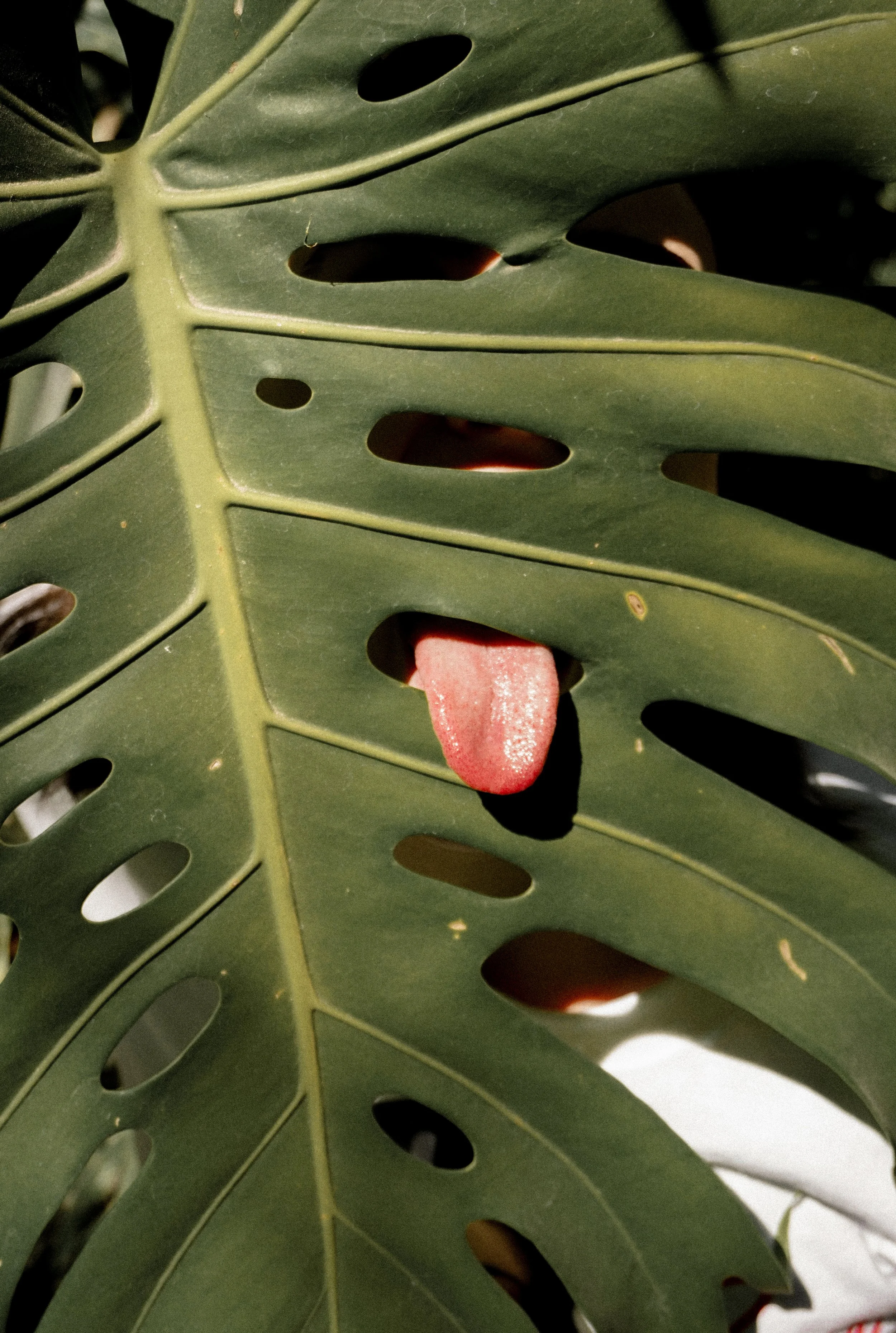 specto impreción.jpg