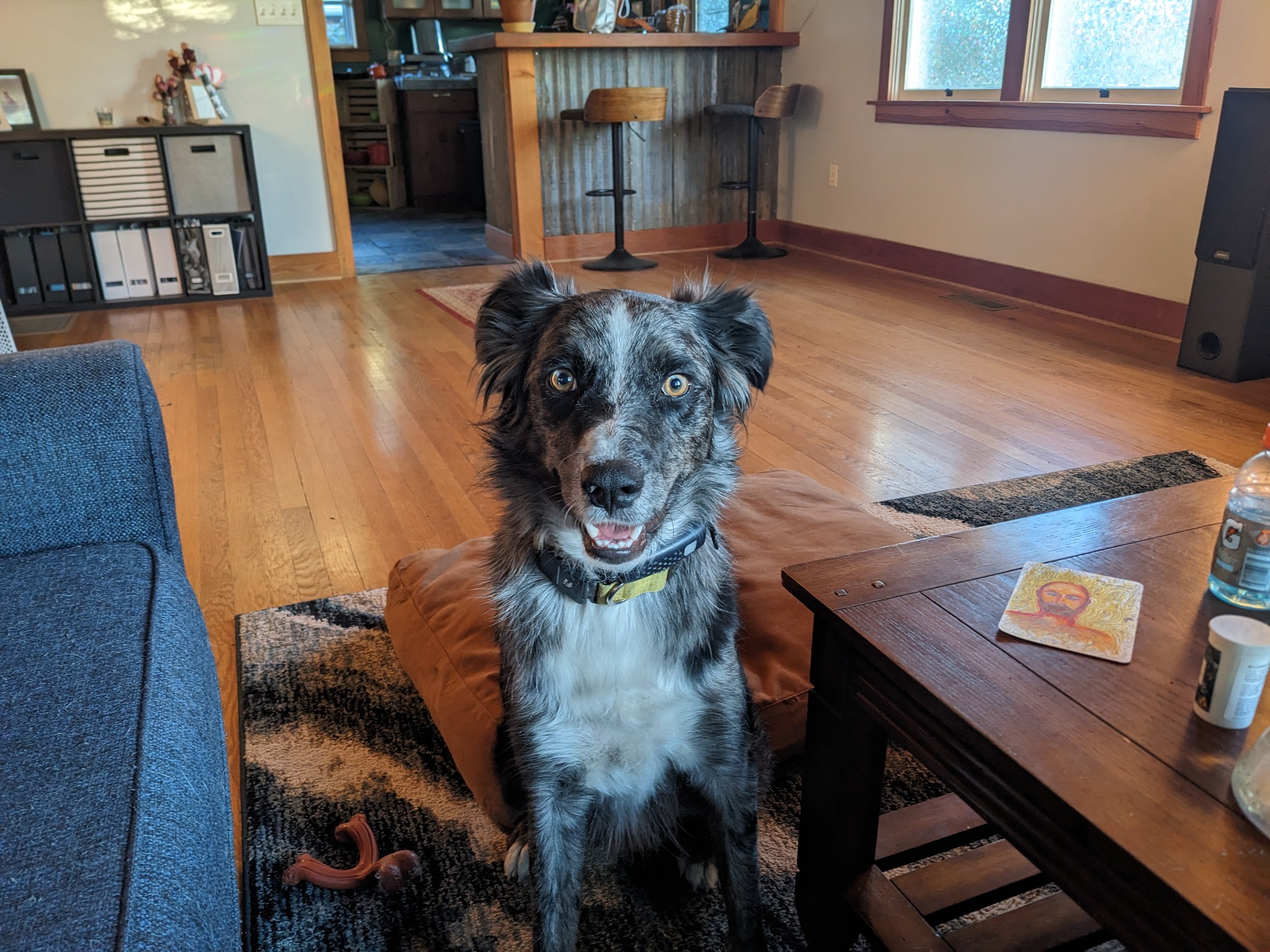 A cute dog with black, gray, and white fur sitting on a brown cushion inside a living room, looking at the camera with an open mouth. The room has wooden floors, a black shelving unit, a wooden table with a religious card, water bottle, and medicine container, and a kitchen area with bar stools in the background.