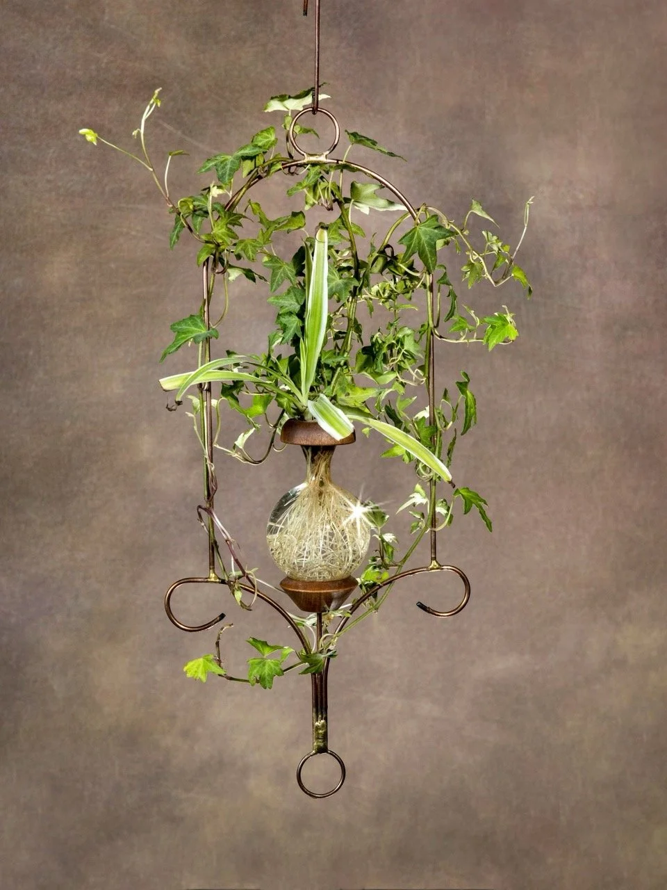 Loop Design Plant Rooter