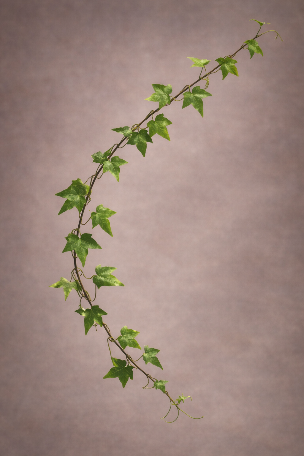 Plant Cuttings (Ivy)