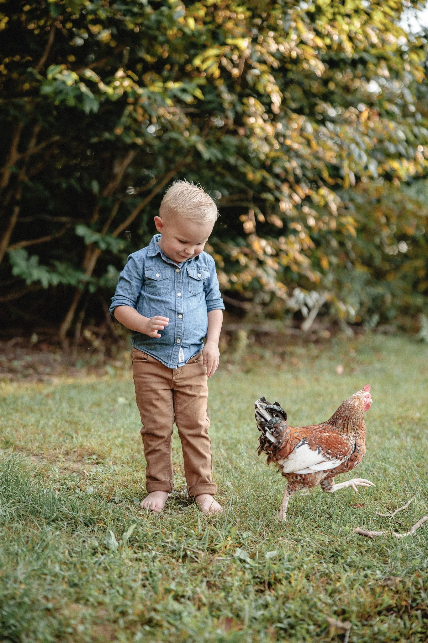 A young boy with blonde hair in a denim shirt and brown pants barefoot on a grassy area, looking down at a chicken walking nearby with a bushy background.