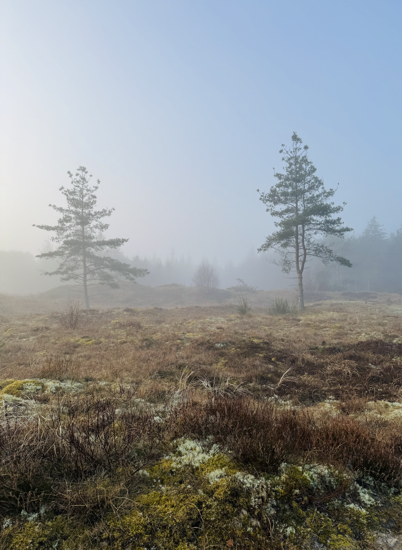 A foggy landscape with two prominent pine trees and a ground covered in moss and dry grass.