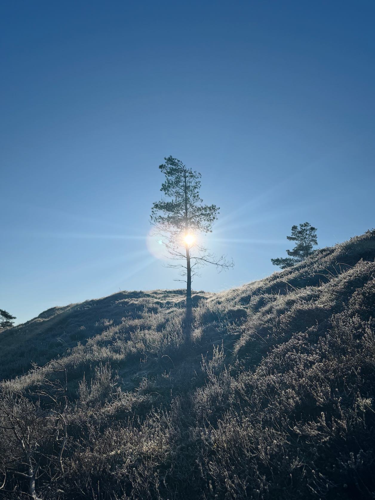 A landscape with a lone tree on a hillside, sun shining behind the tree, creating a lens flare, with other trees in the background and frost-covered grass in the foreground under a clear blue sky.