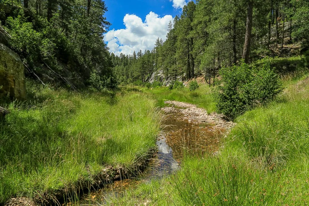 Lush greenery along East Clear Creek.