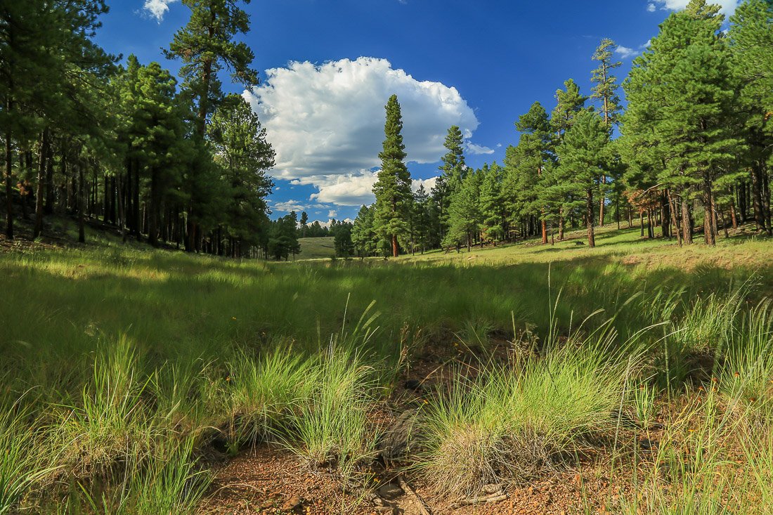 Meadow grass near Happy Jack.