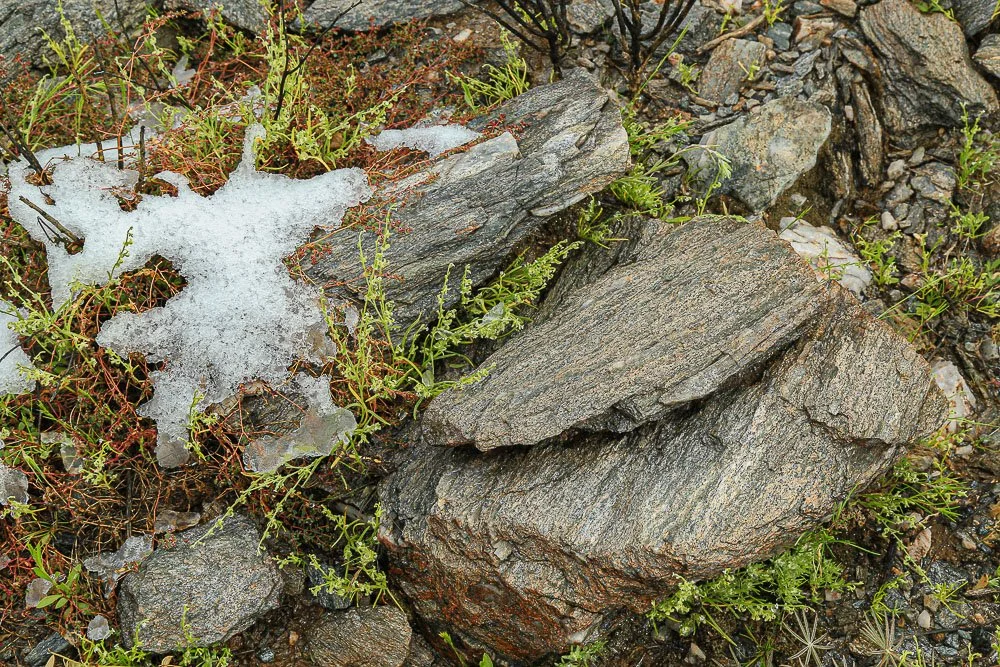 Shimmering rock, snow, and life form an interplay of light and texture. 