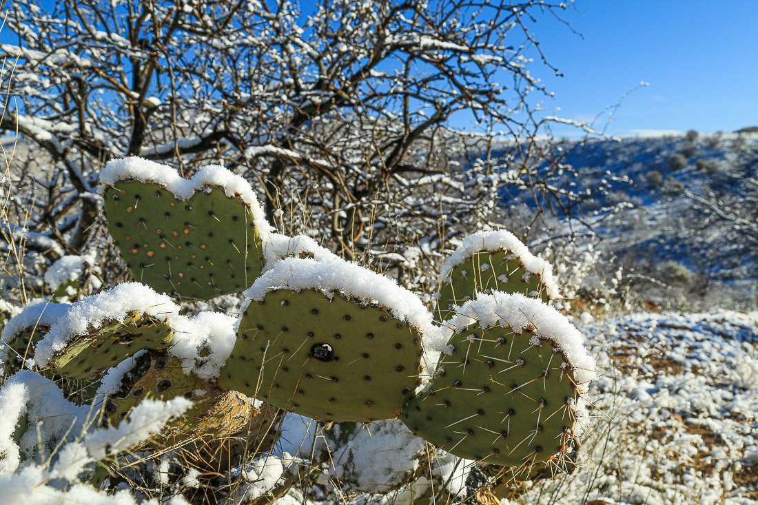 Snow-capped prickly pear cactus near Slate Creek.