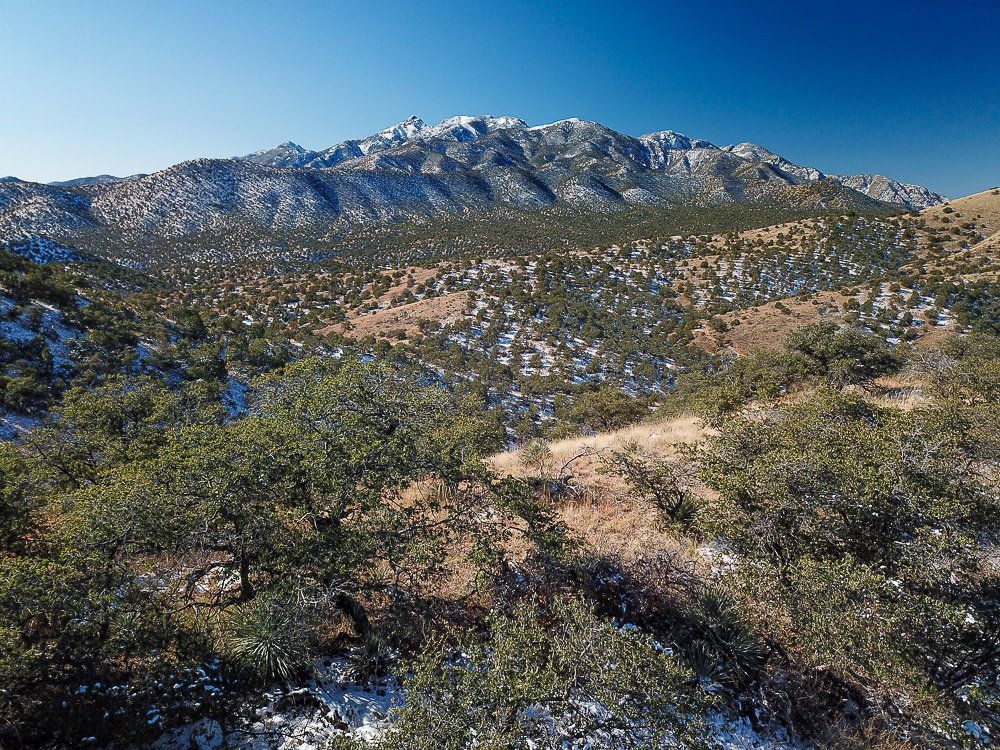 Serene oak woodland in the Santa Rita Mountains the day after a winter storm. 