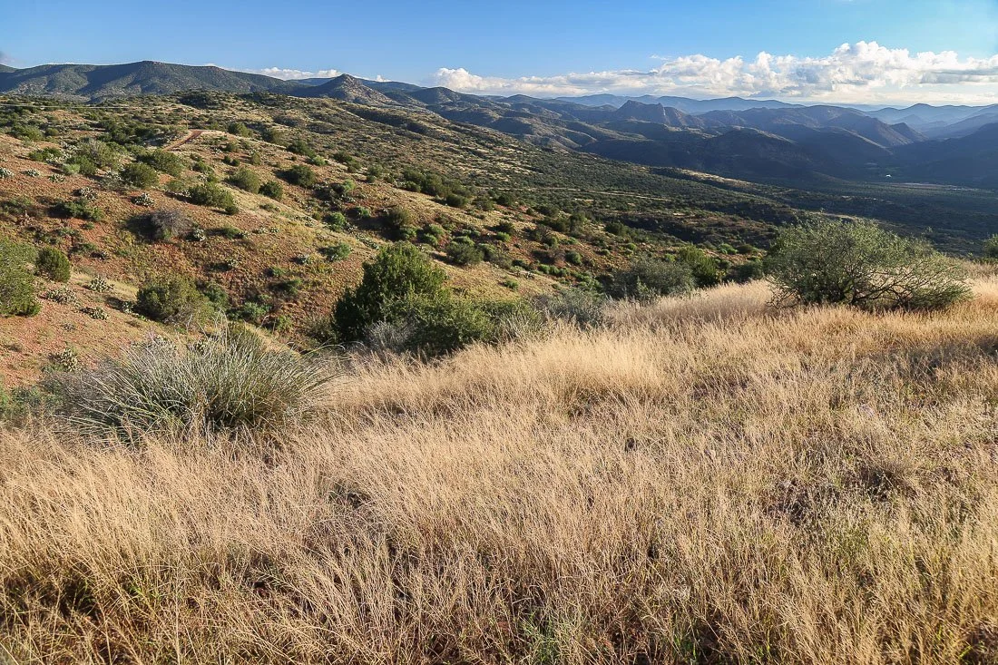 Desert grassland south of Payson.