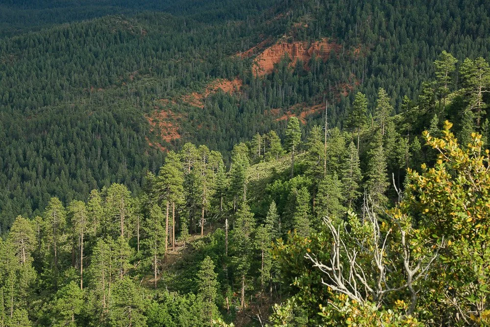 Dense ponderosa pines hide red rocks of the Permian. 