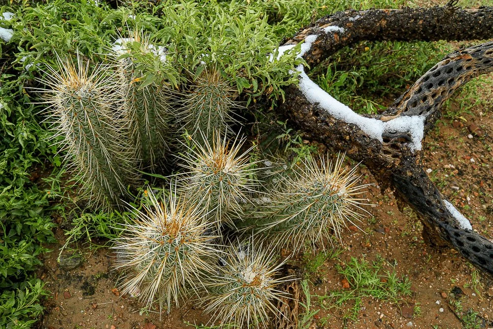 Hedgehog cactus, textures and colors in the desert of winter. 