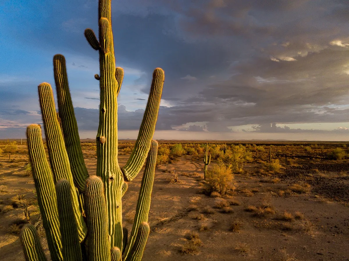 A large saguaro rises in front of a dark sky, near Oatman.