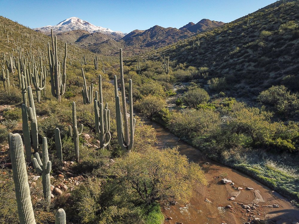 Pine creek flows past a saguaro forest from melting snow on Boulder Mountain. 
