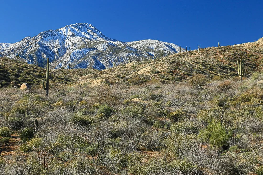 The desert in winter on the northeast side of Four Peaks. 