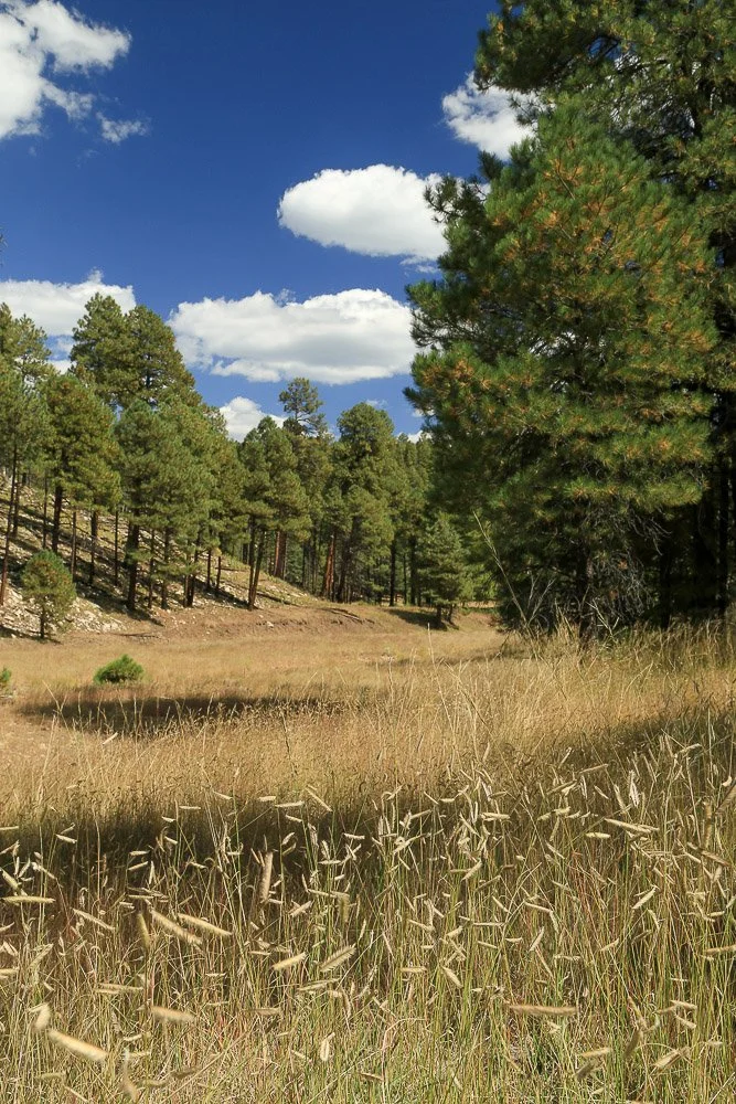 Open grass meadow near Jones Crossing.