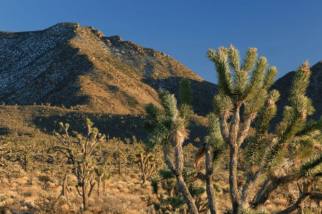 Joshua trees and mountains near Meadville. 