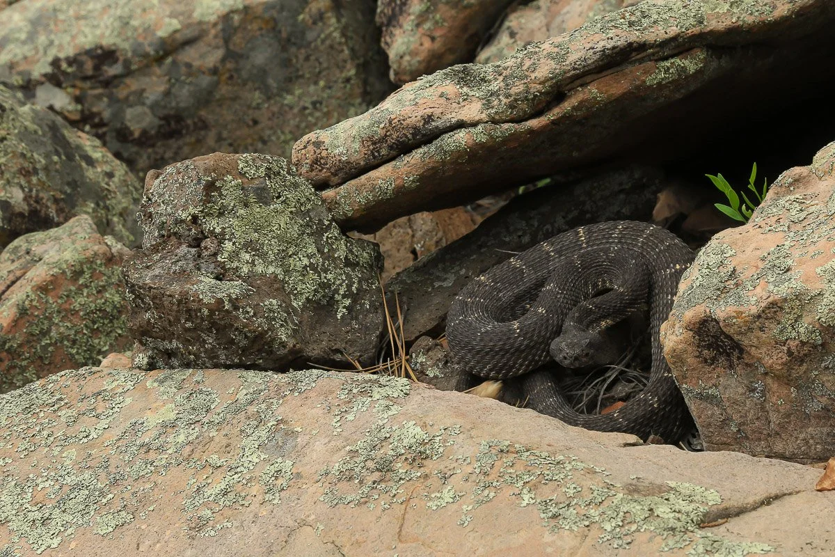 An Arizona Black Rattlesnake.
