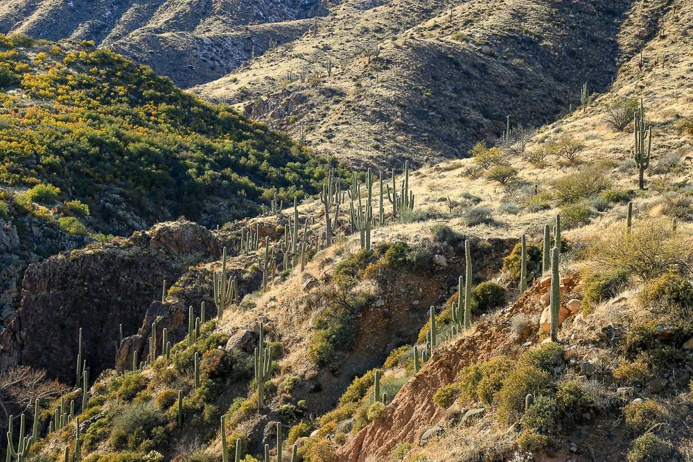 Saguaros cling to rocky slopes in Sycamore Canyon. 