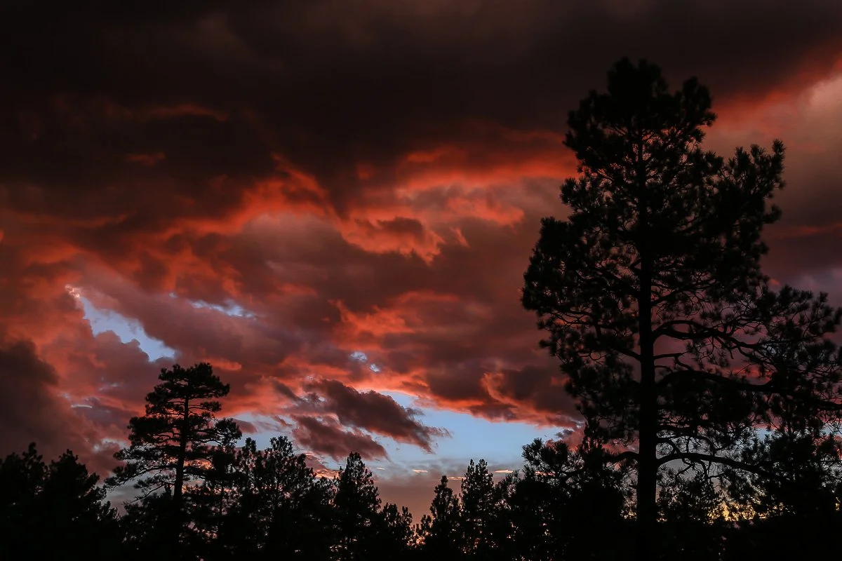 Pine trees silhouetted by red clouds along the Mogollon Rim. 