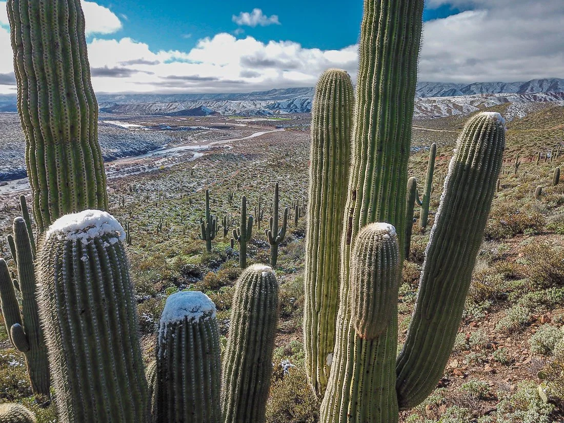 Crowns of snow atop saguaros in Tonto Basin.