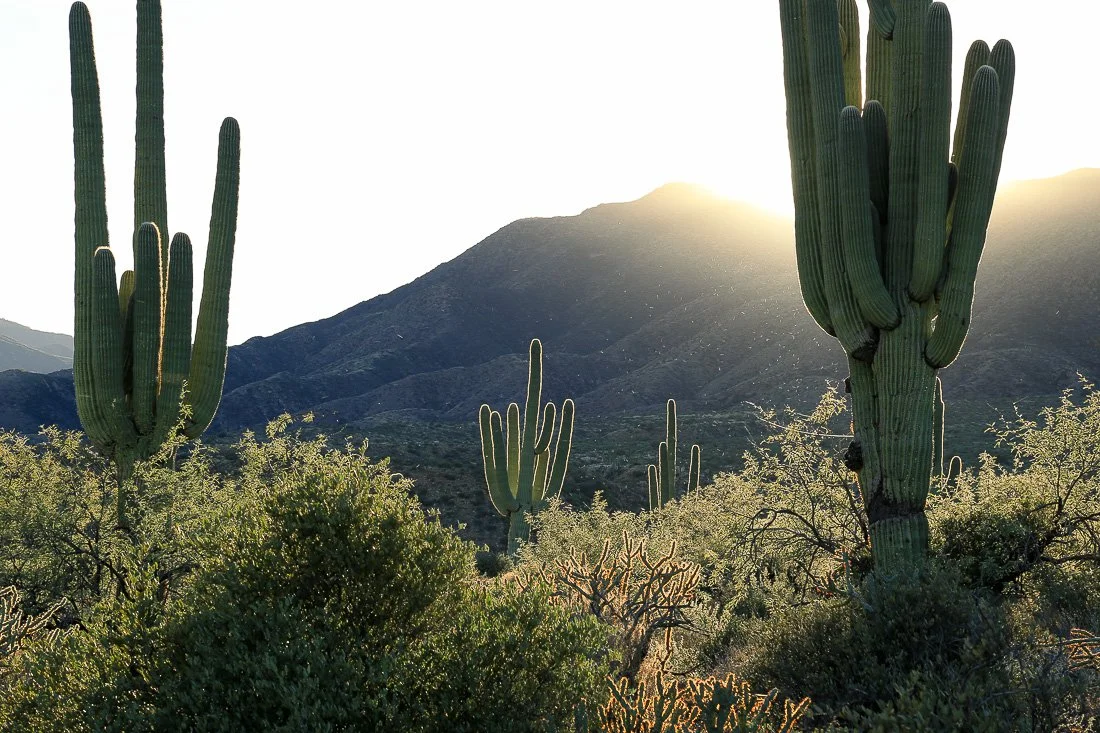 Large saguaros backlit by the golden afternoon sun.