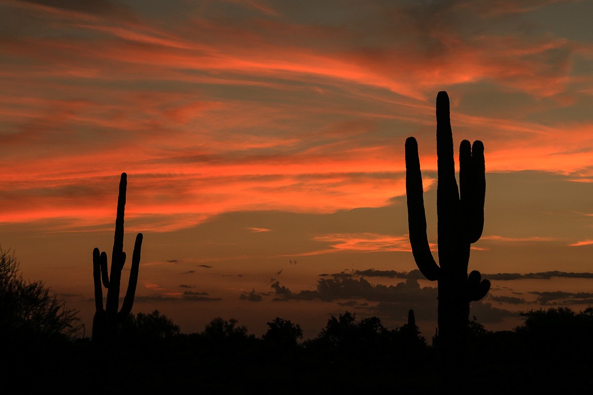 Silhouetted saguaros at sunset 2. 