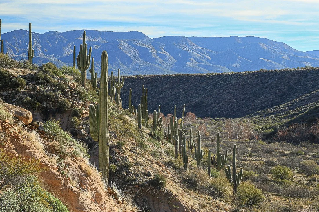 Purple mountains and a slope of saguaros along Sycamore Creek in Tonto Basin. 