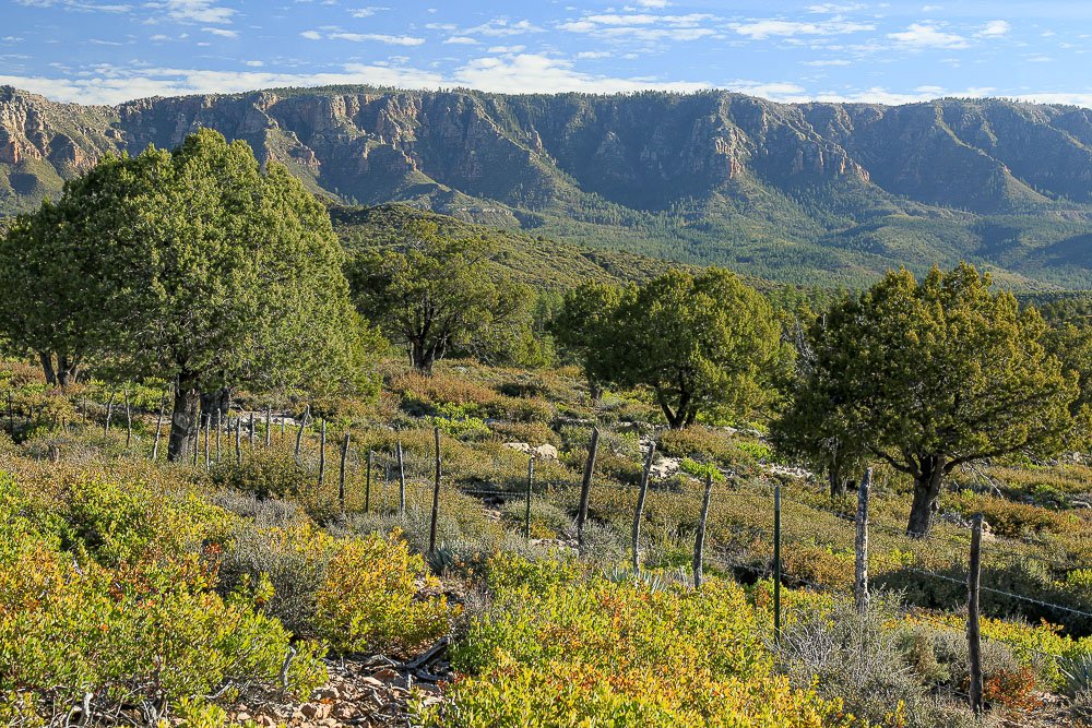 Juniper below the Mogollon Rim.