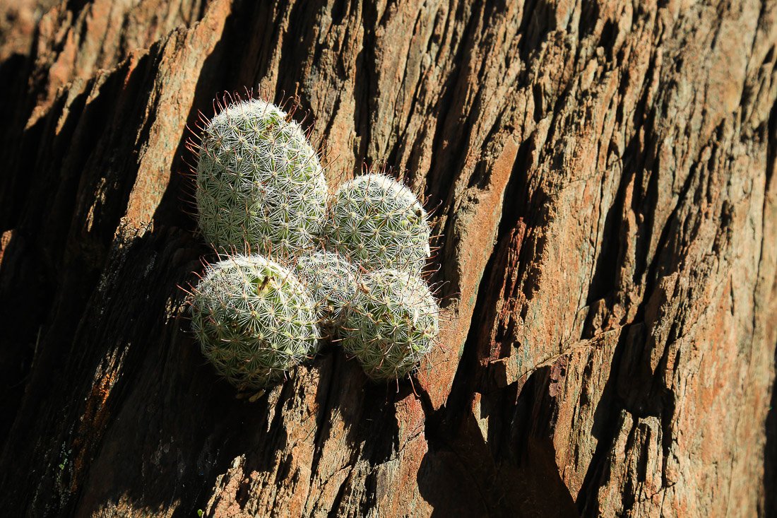 Thimble cactus sprouts from jagged rock south of Gisela. 