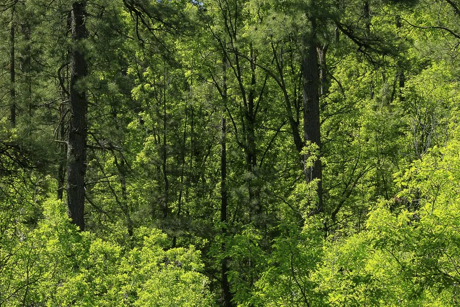 A forest grotto lush with greenery. 