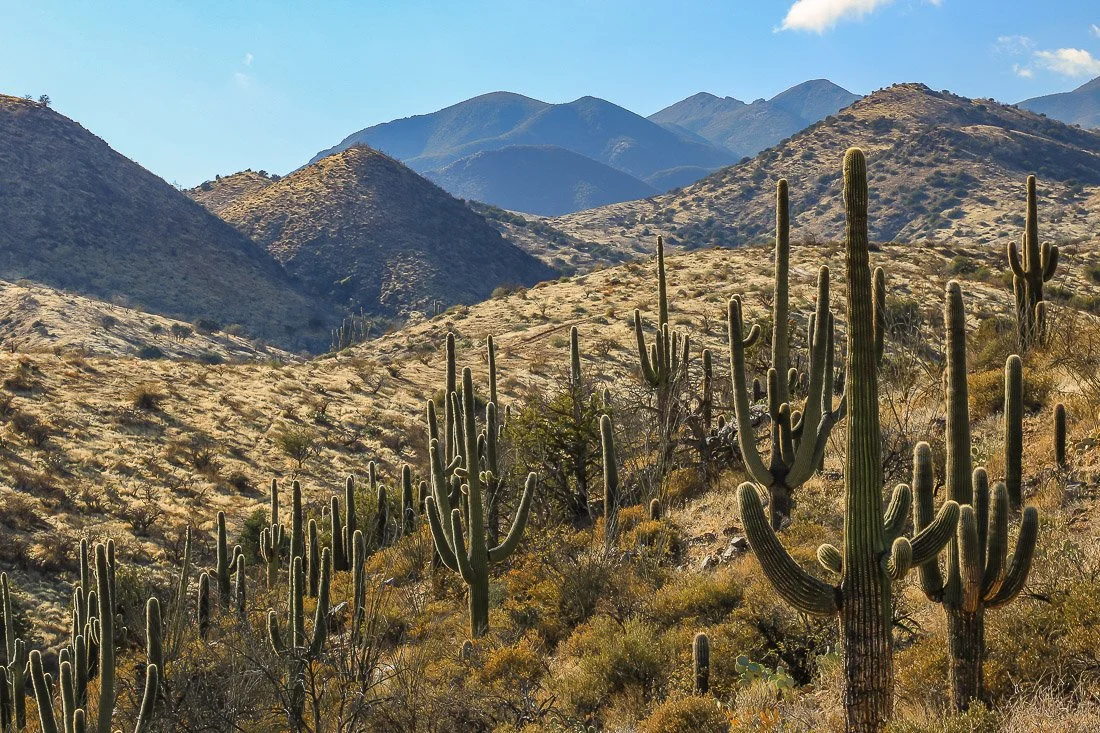 A forest of Saguaro and layers of mountains southwest of Jakes Corner. 