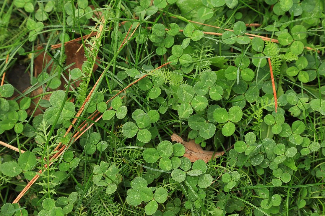 Clover blankets the forest floor. 
