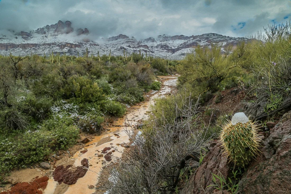 Melting snow caps a small cactus clinging to a cliff as snow blankets the Superstition Mountains.