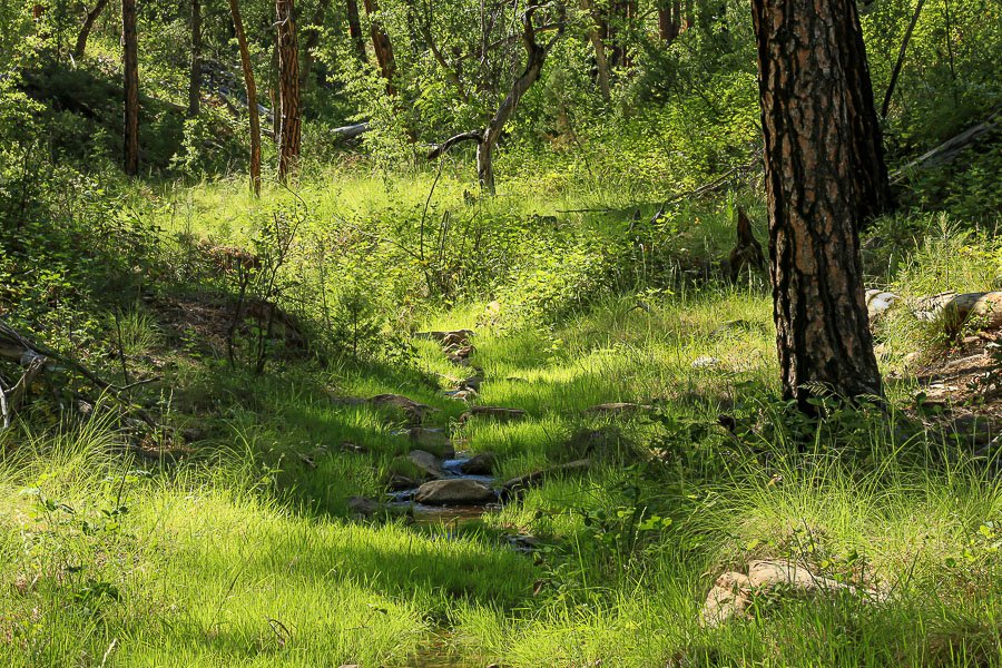 Green grass along a small forest creek. 