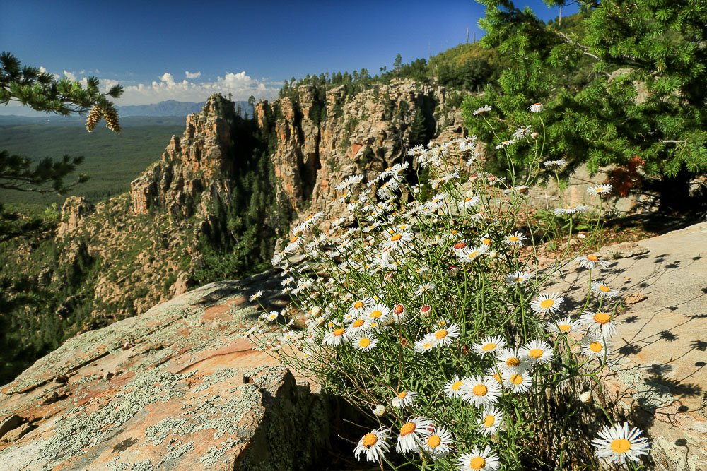 Fleabane flowers on the Mogollon Rim.