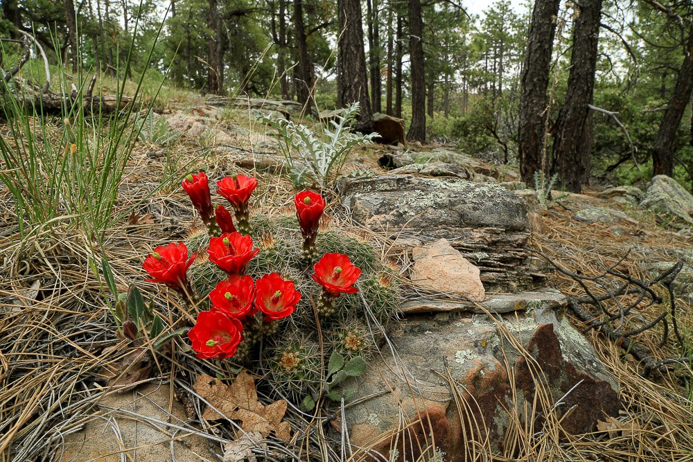 Bright red kingcup-hedgehog cactus cling to rocks on the forest floor.