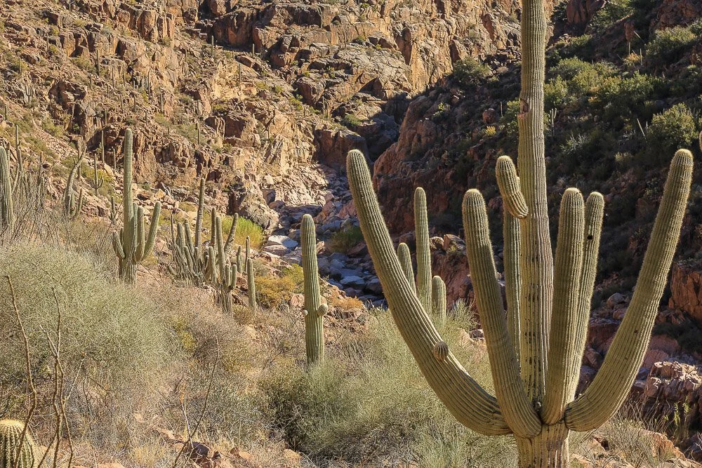 Saguaros guard Hells Gate.