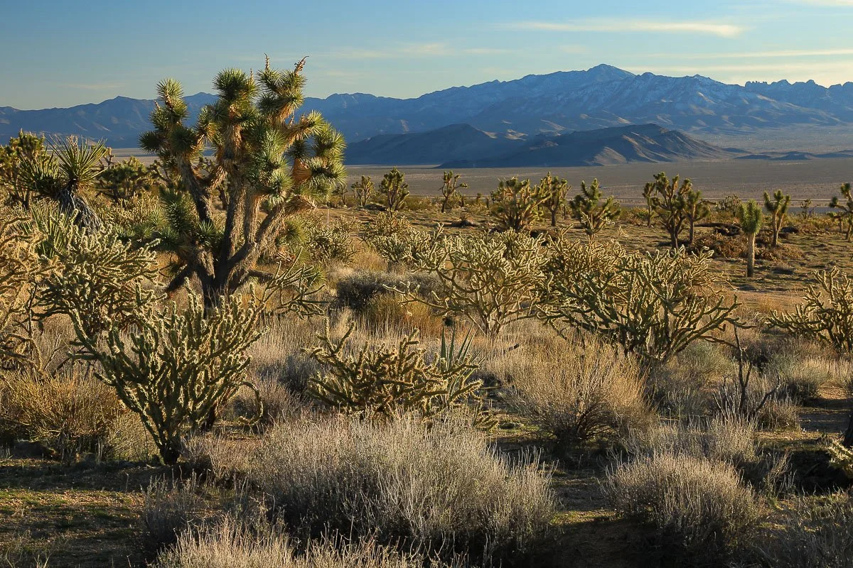 The high desert Landscape north of the Cerbat Mountains. 